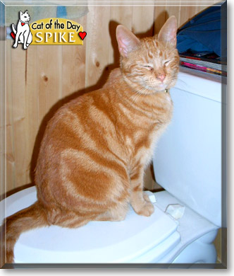 Spike, the Cat of the Day