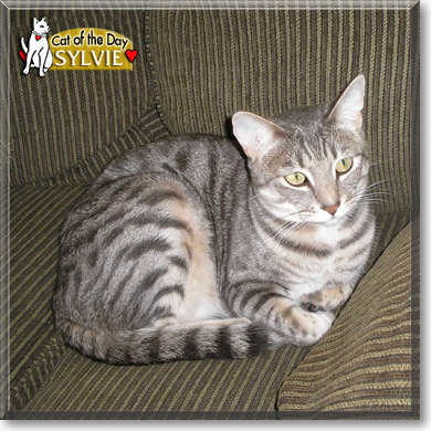 Sylvie, the Cat of the Day