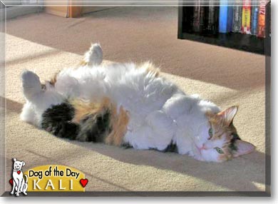 Kali, the Cat of the Day