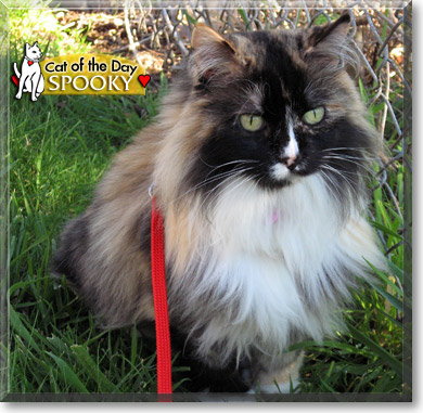 Spooky, the Cat of the Day
