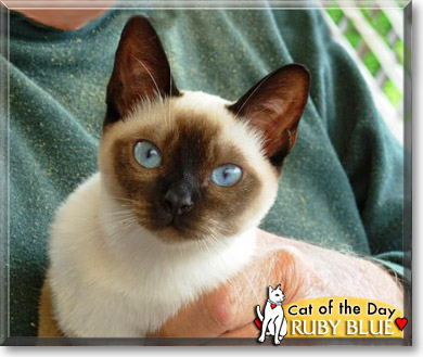 Ruby Blue, the Cat of the Day