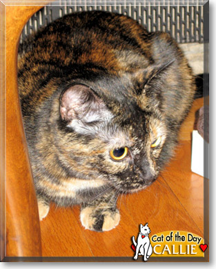 Callie, the Cat of the Day