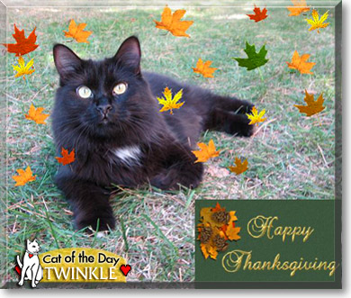 Twinkle, the Cat of the Day