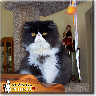 Petunia, the Cat of the Day