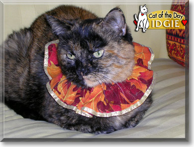 Idgie, the Cat of the Day