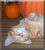 Mr. Fluffers