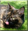 Mitsy