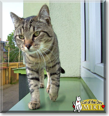 Miki, the Cat of the Day