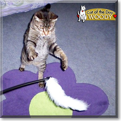 Woody, the Cat of the Day