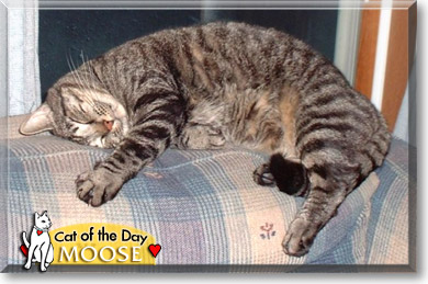 Moose, the Cat of the Day