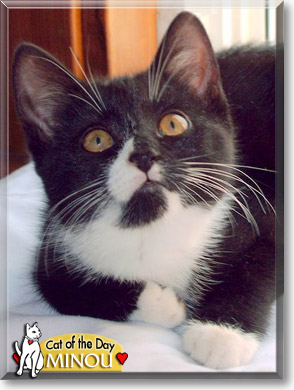 Minou, the Cat of the Day