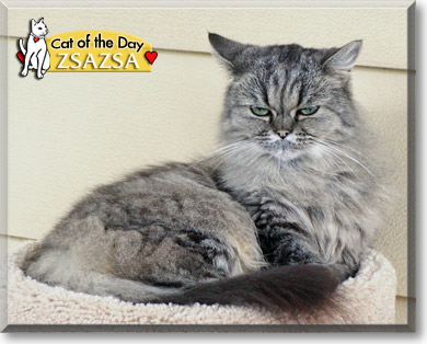 ZsaZsa, the Cat of the Day