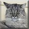 Cat of the Day