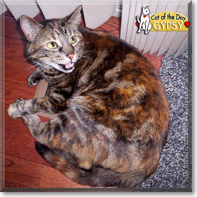 Gypsy, the Cat of the Day