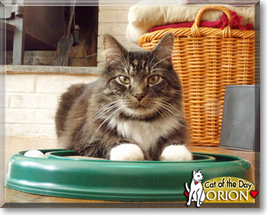 Orion, the Cat of the Day