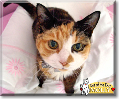 Molly, the Cat of the Day