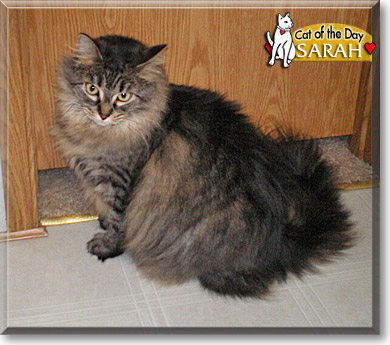 Sarah, the Cat of the Day