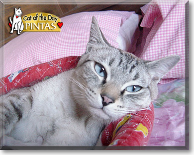 Pintas, the Cat of the Day