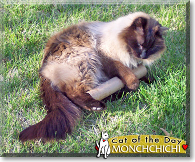 Monchchichi, the Cat of the Day