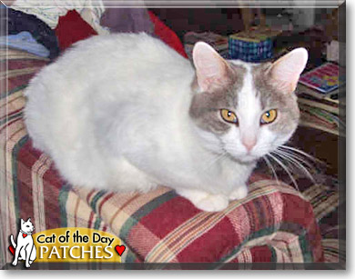 Patches, the Cat of the Day