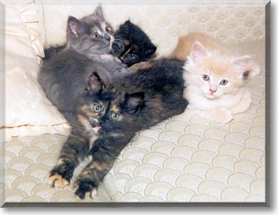 Burble-urp, the Cat of the Day