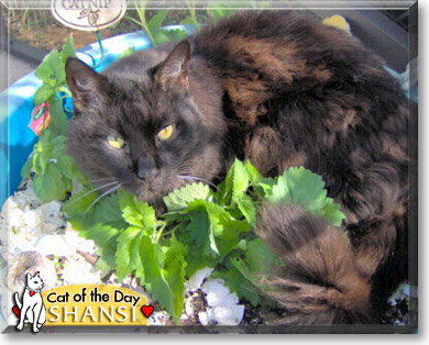 Shansi, the Cat of the Day