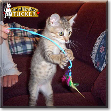 Tucker, the Cat of the Day