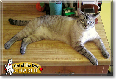 Charlie, the Cat of the Day