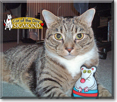 Sigmond, the Cat of the Day