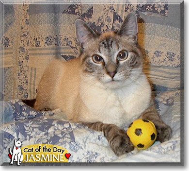 Jasmine, the Cat of the Day