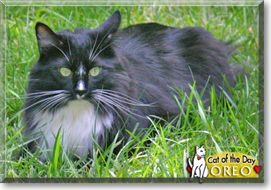 Oreo, the Cat of the Day