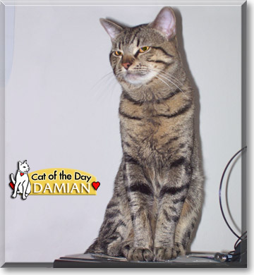 Damian, the Cat of the Day