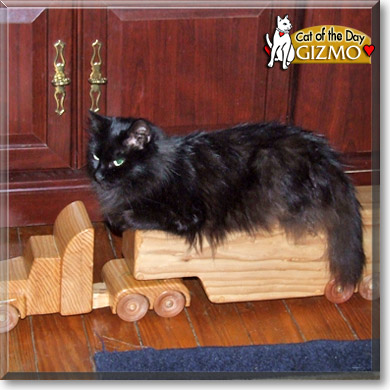 Gizmo, the Cat of the Day