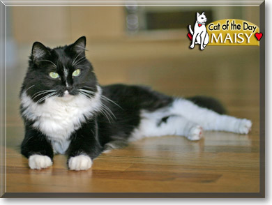 Maisy, the Cat of the Day