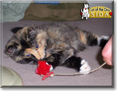 Sida, the Cat of the Day