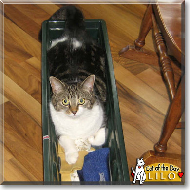 Lilo, the Cat of the Day