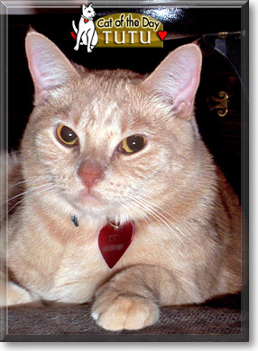 TuTu, the Cat of the Day