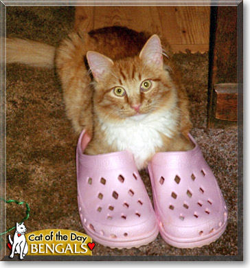 Bengals, the Cat of the Day