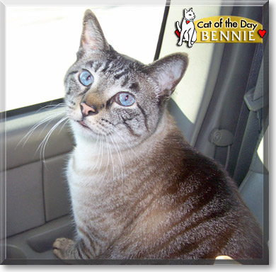 Bennie, the Cat of the Day