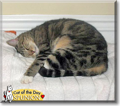 Spunion, the Cat of the Day