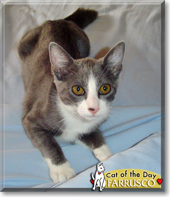 Farrusco, the Cat of the Day