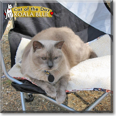 Koala Blue, the Cat of the Day