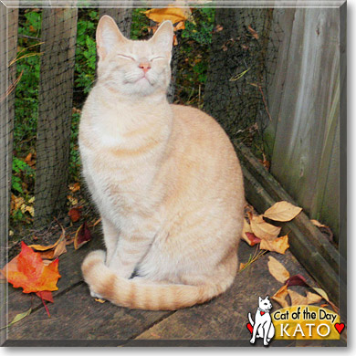 Kato, the Cat of the Day