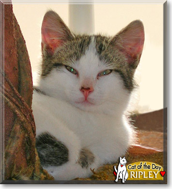 Ripley, the Cat of the Day