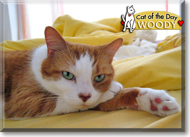 Woody, the Cat of the Day