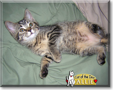 Allie, the Cat of the Day