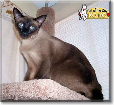 Ko Ko, the Cat of the Day