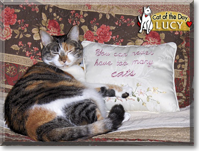 Lucy, the Cat of the Day