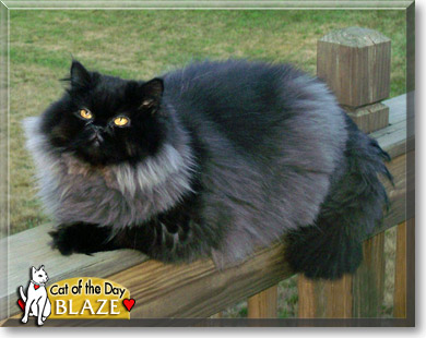 Blaze, the Cat of the Day