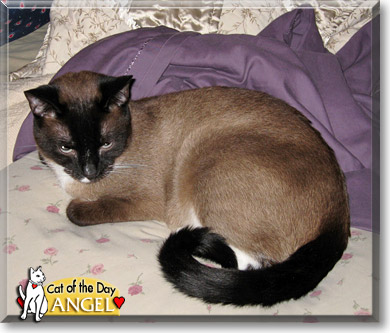 Angel, the Cat of the Day